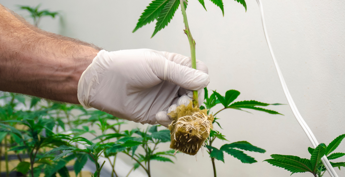 Tıbbi ve Aromatik Bitki Yetiştiriciliği Eğitimi Görseli